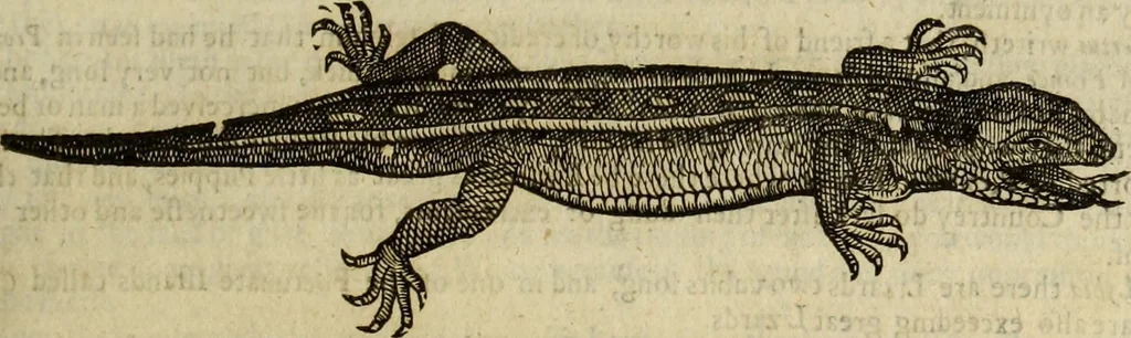 An illustration from The history of four-footed beasts and serpents., 1658, leaf 752