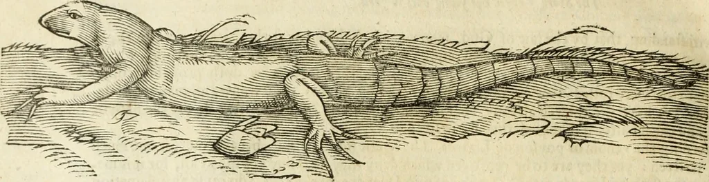 An illustration from The history of four-footed beasts and serpents., 1658, leaf 757