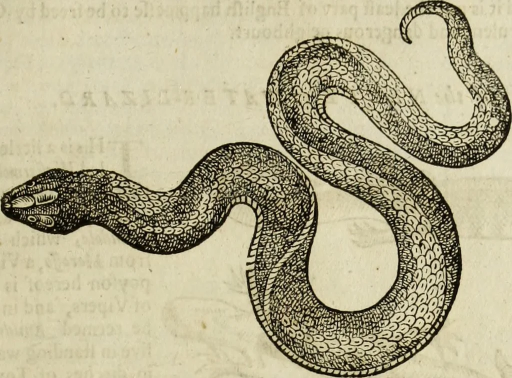 An illustration from The history of four-footed beasts and serpents., 1658, leaf 758