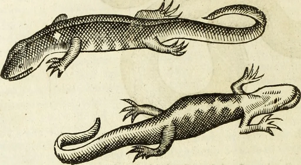 An illustration from The history of four-footed beasts and serpents., 1658, leaf 759