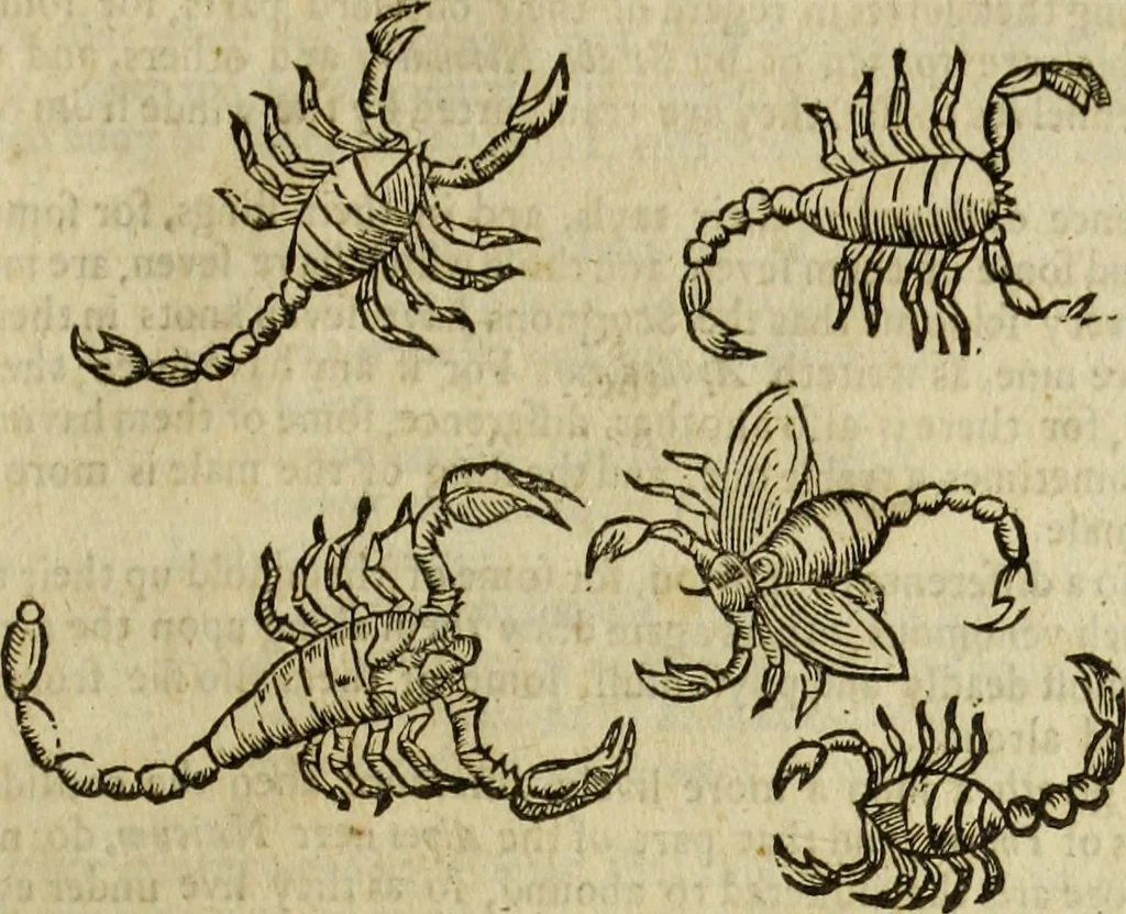 An illustration from The history of four-footed beasts and serpents., 1658, leaf 766