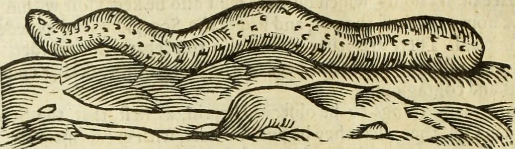 An illustration from The history of four-footed beasts and serpents., 1658, leaf 773