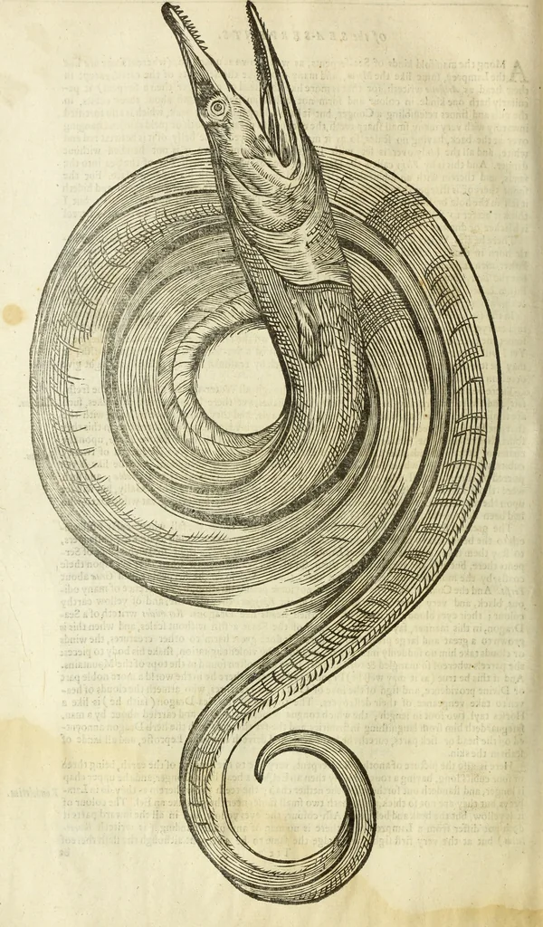 An illustration from The history of four-footed beasts and serpents., 1658, leaf 775