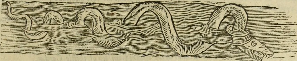 An illustration from The history of four-footed beasts and serpents., 1658, leaf 776