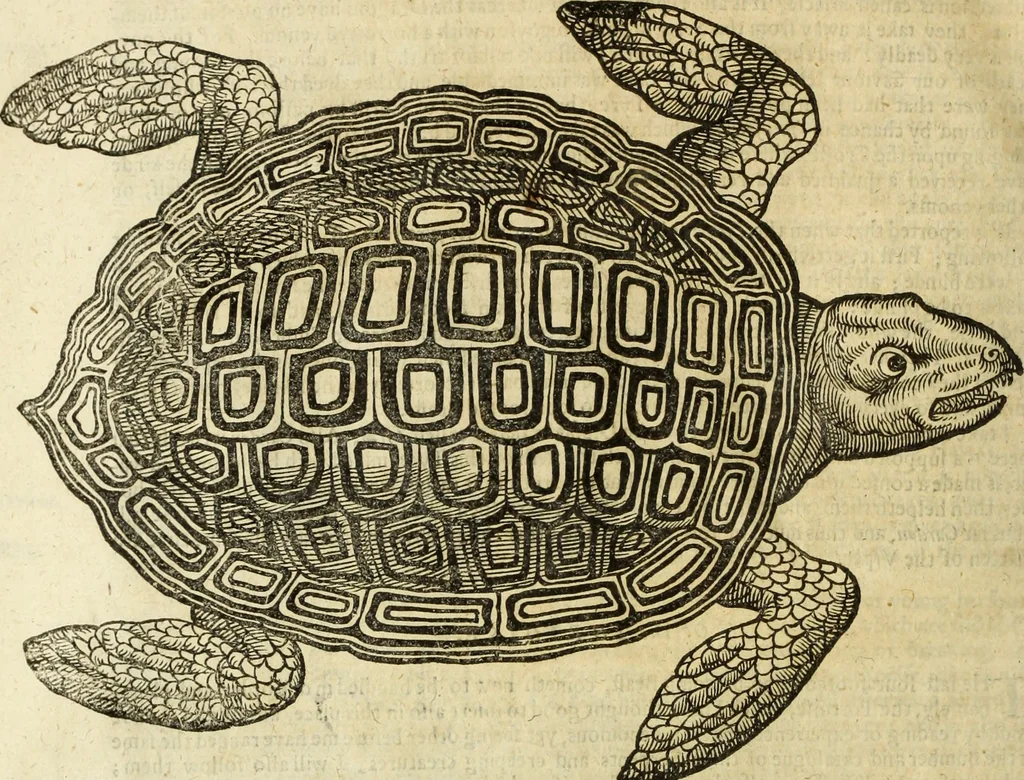 An illustration from The history of four-footed beasts and serpents., 1658, leaf 809