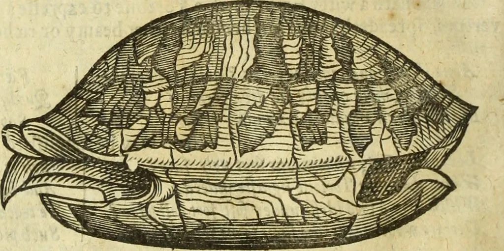 An illustration from The history of four-footed beasts and serpents., 1658, leaf 811