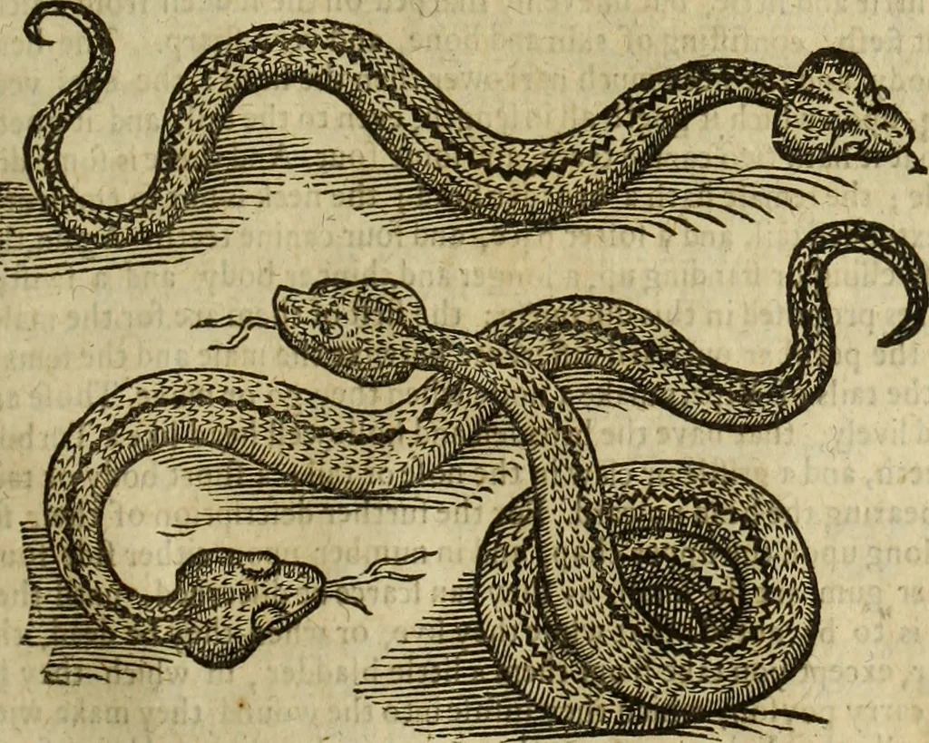 An illustration from The history of four-footed beasts and serpents., 1658, leaf 814