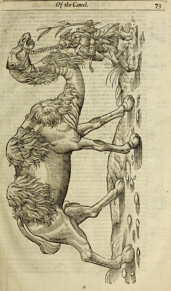 An illustration from The history of four-footed beasts and serpents., 1658, leaf 88