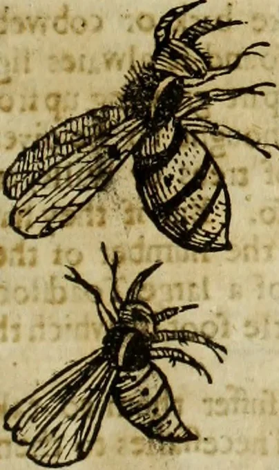 An illustration from The history of four-footed beasts and serpents., 1658, leaf 884