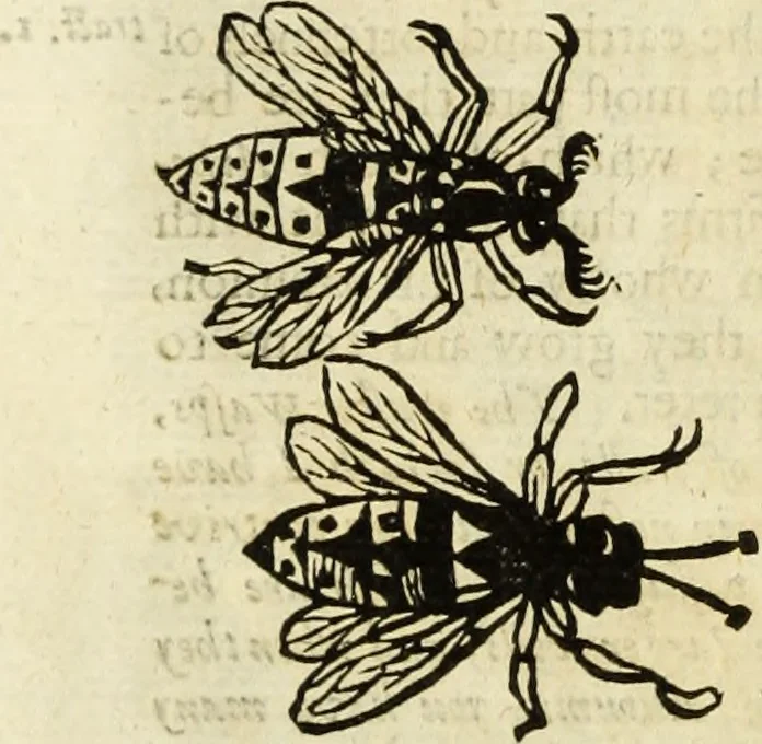 An illustration from The history of four-footed beasts and serpents., 1658, leaf 887