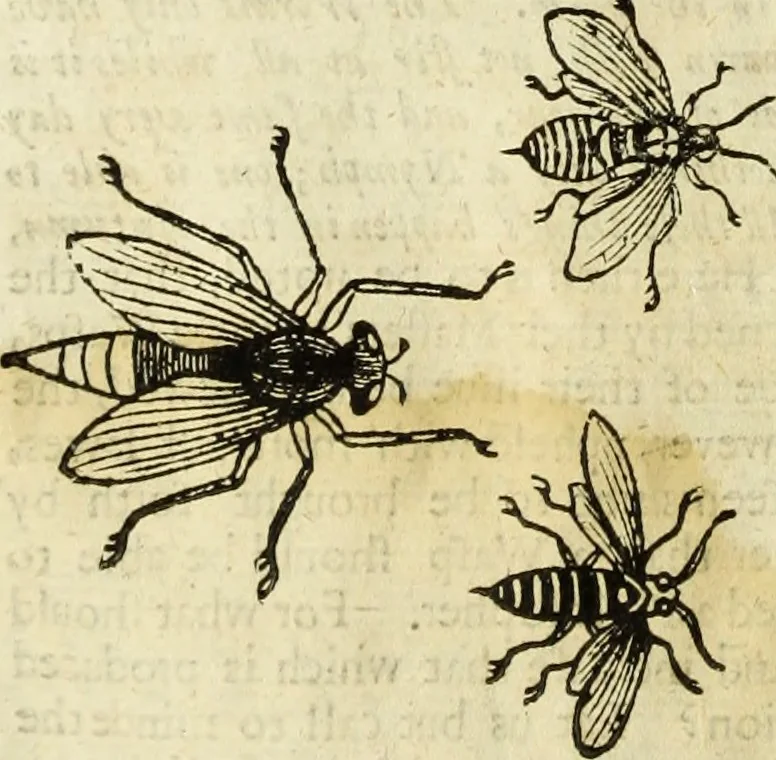 An illustration from The history of four-footed beasts and serpents., 1658, leaf 887