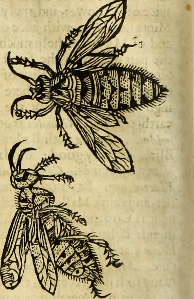 An illustration from The history of four-footed beasts and serpents., 1658, leaf 891