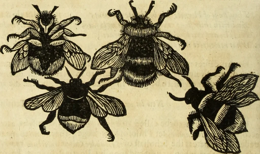 An illustration from The history of four-footed beasts and serpents., 1658, leaf 893