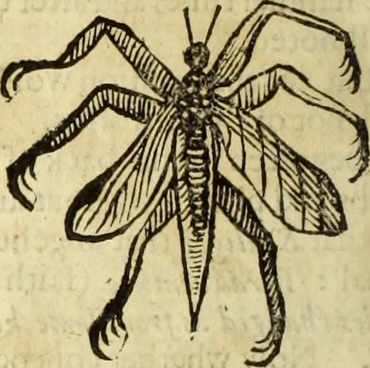 An illustration from The history of four-footed beasts and serpents., 1658, leaf 897