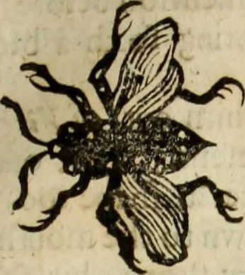 An illustration from The history of four-footed beasts and serpents., 1658, leaf 898