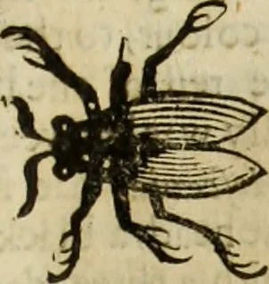 An illustration from The history of four-footed beasts and serpents., 1658, leaf 898
