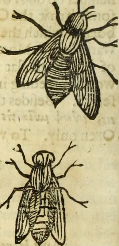 An illustration from The history of four-footed beasts and serpents., 1658, leaf 899