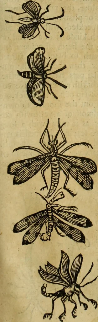 An illustration from The history of four-footed beasts and serpents., 1658, leaf 900