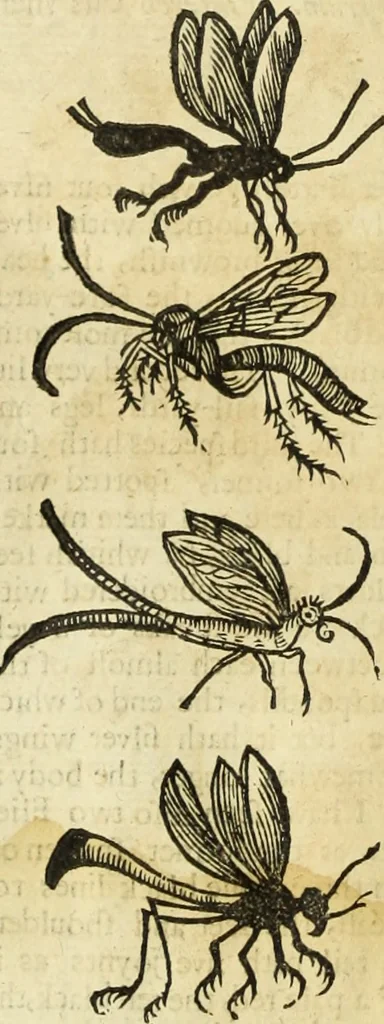 An illustration from The history of four-footed beasts and serpents., 1658, leaf 901