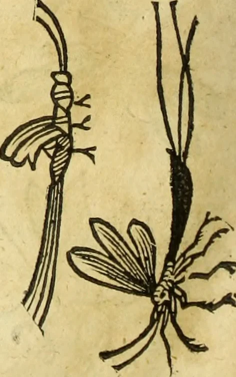 An illustration from The history of four-footed beasts and serpents., 1658, leaf 901