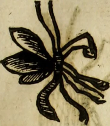 An illustration from The history of four-footed beasts and serpents., 1658, leaf 902