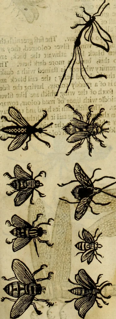 An illustration from The history of four-footed beasts and serpents., 1658, leaf 902
