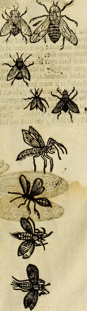 An illustration from The history of four-footed beasts and serpents., 1658, leaf 902