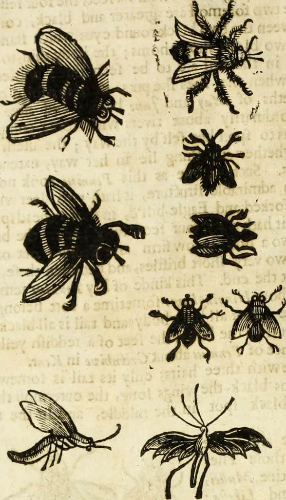 An illustration from The history of four-footed beasts and serpents., 1658, leaf 903