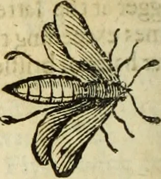 An illustration from The history of four-footed beasts and serpents., 1658, leaf 903