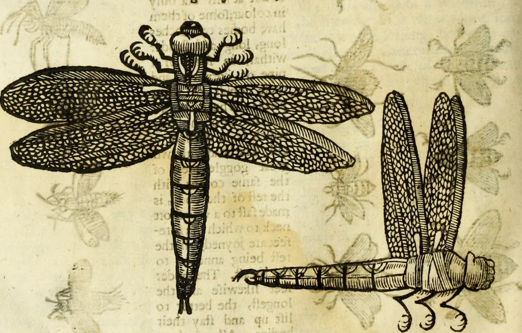 An illustration from The history of four-footed beasts and serpents., 1658, leaf 903