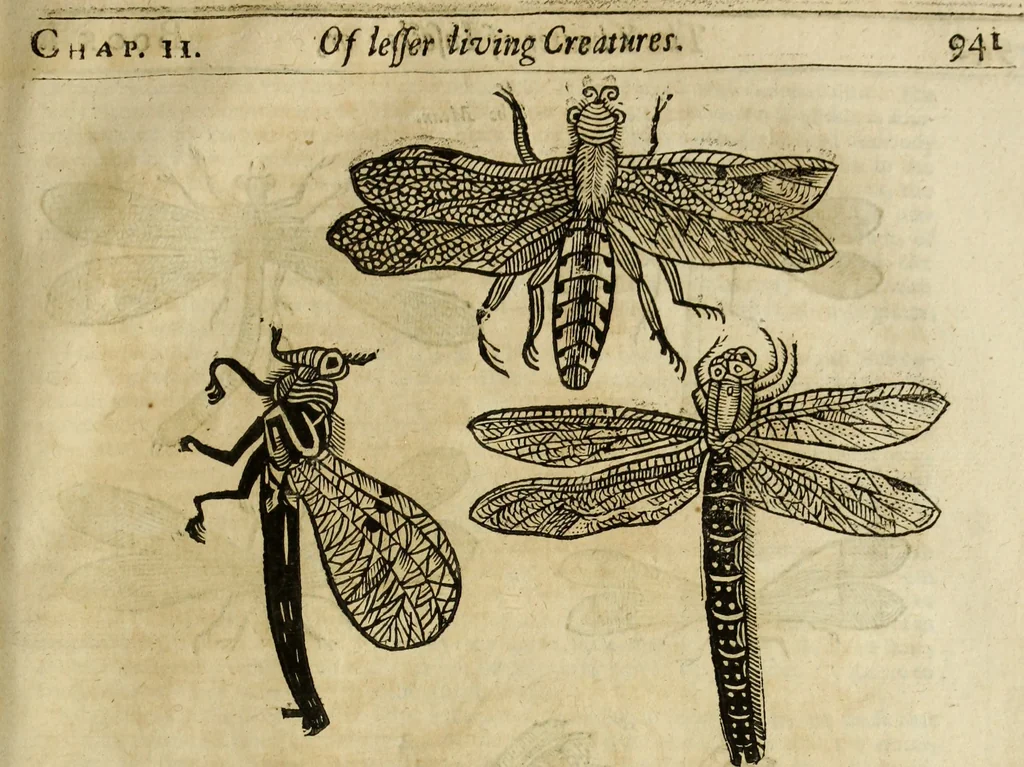 An illustration from The history of four-footed beasts and serpents., 1658, leaf 904
