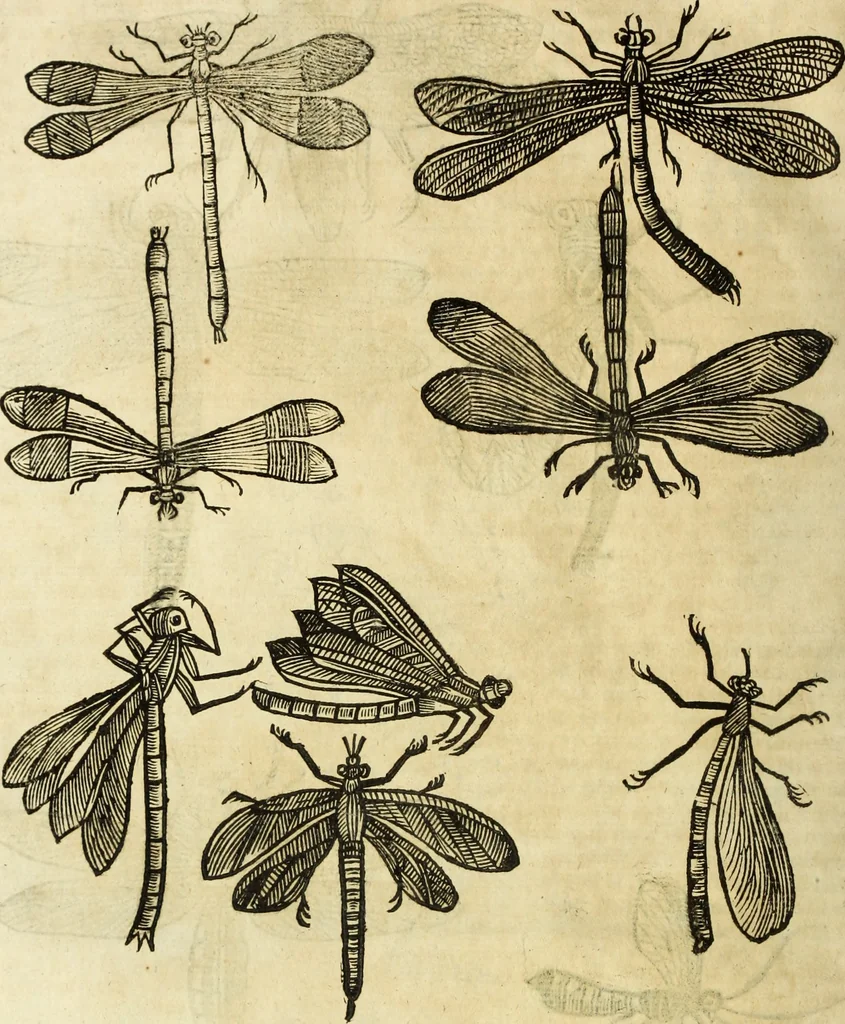 An illustration from The history of four-footed beasts and serpents., 1658, leaf 905