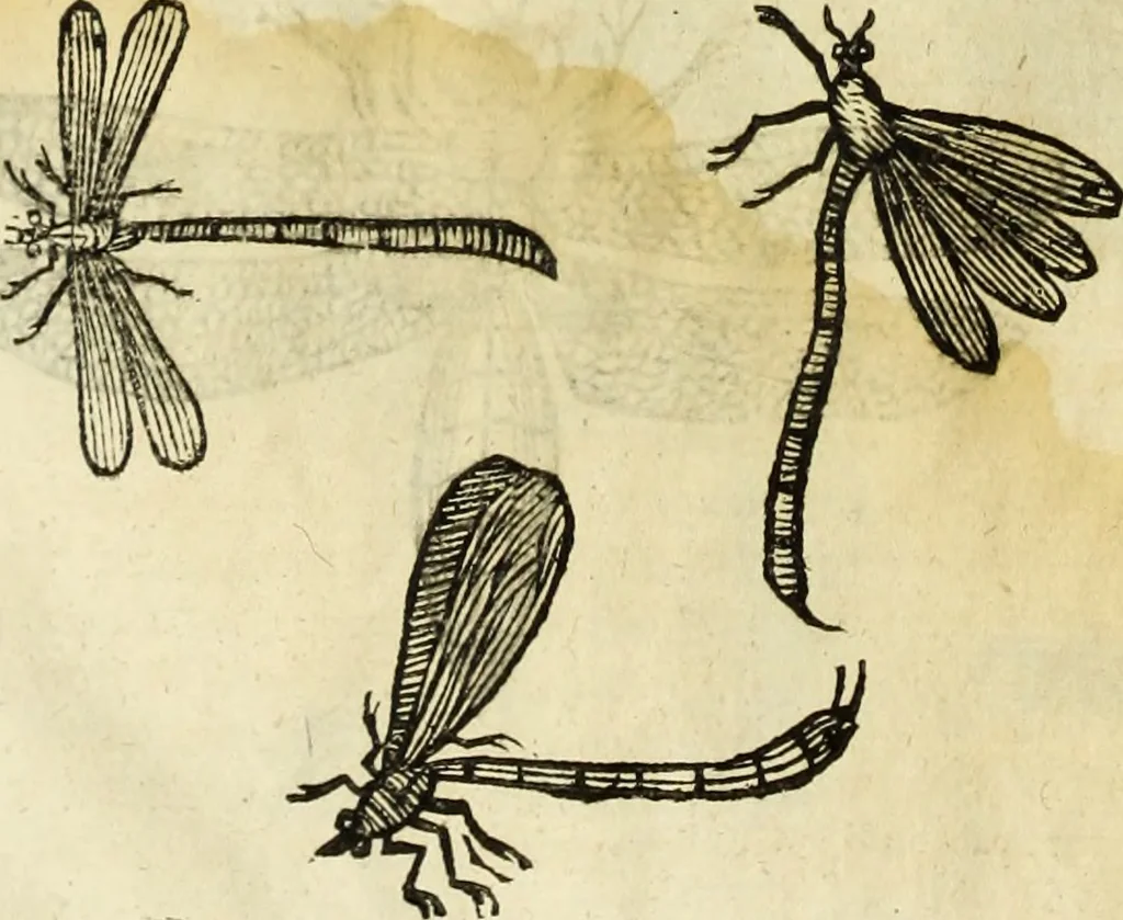 An illustration from The history of four-footed beasts and serpents., 1658, leaf 905