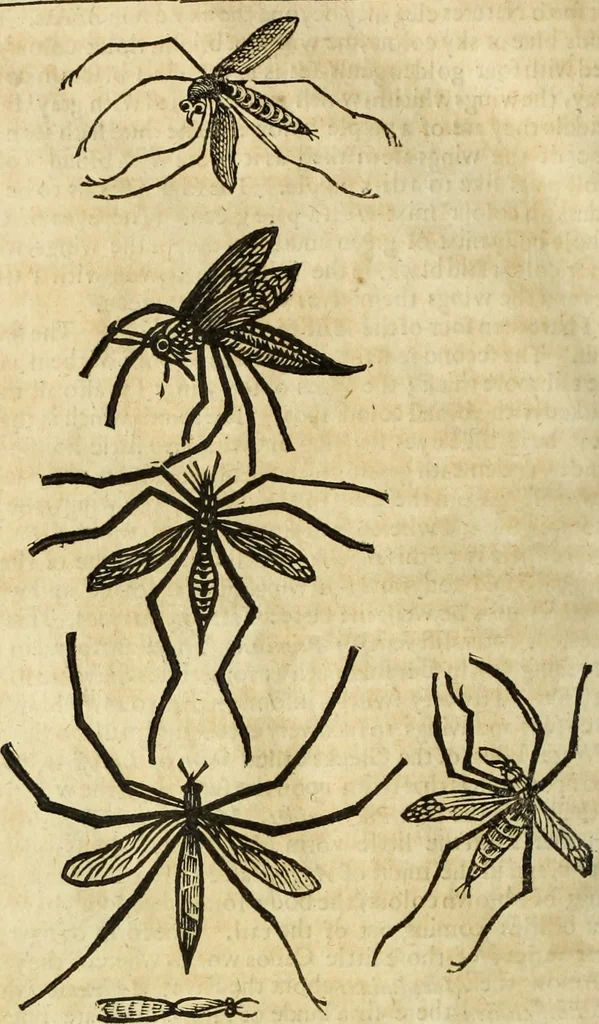 An illustration from The history of four-footed beasts and serpents., 1658, leaf 907