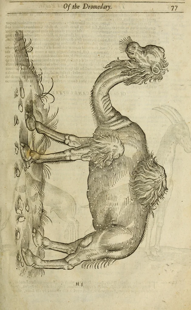 An illustration from The history of four-footed beasts and serpents., 1658, leaf 92