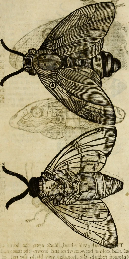 An illustration from The history of four-footed beasts and serpents., 1658, leaf 922
