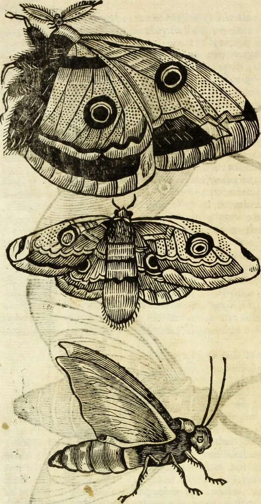 An illustration from The history of four-footed beasts and serpents., 1658, leaf 923
