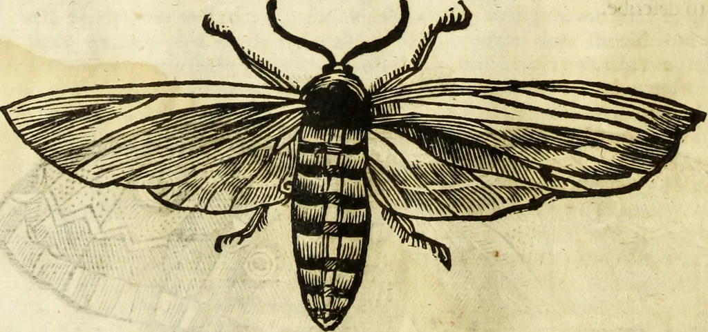 An illustration from The history of four-footed beasts and serpents., 1658, leaf 923