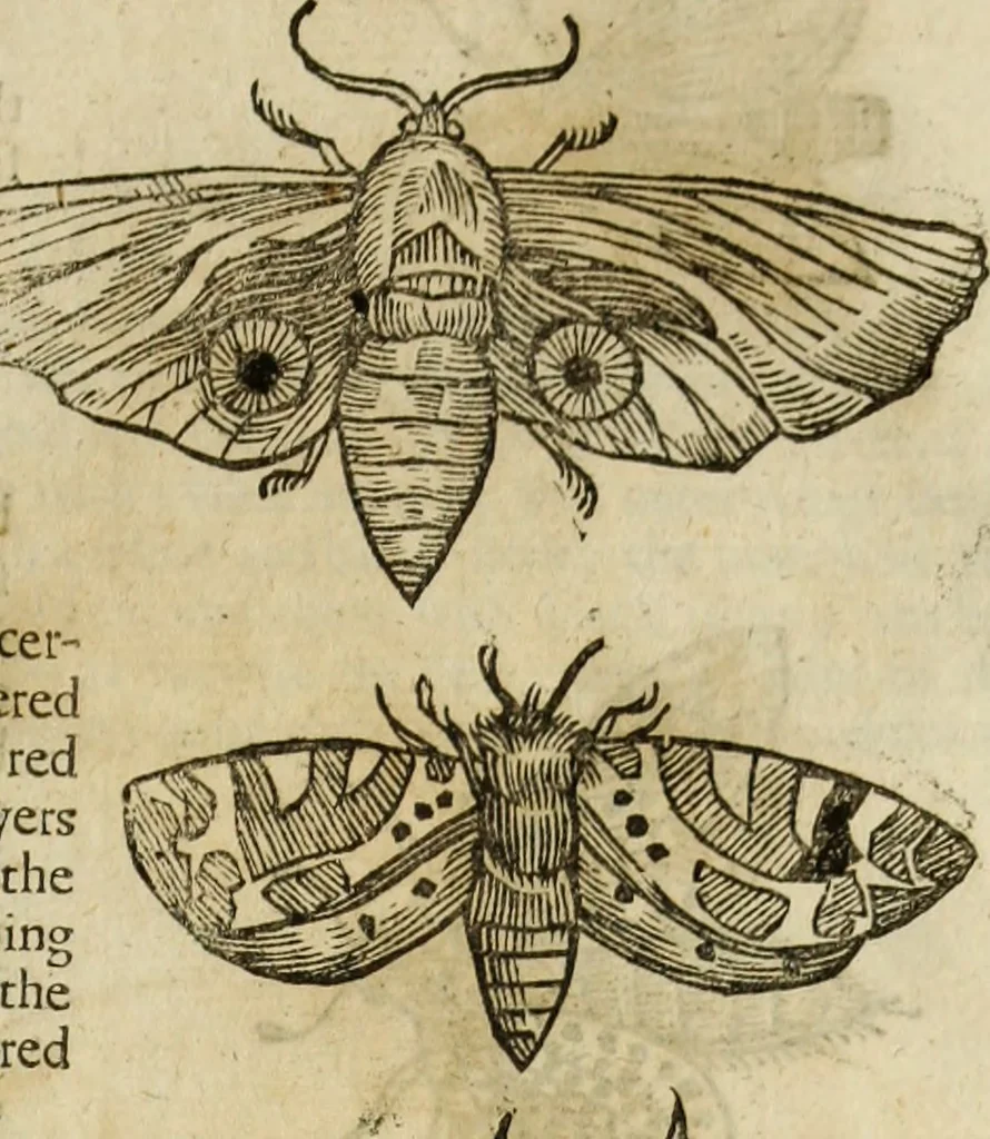 An illustration from The history of four-footed beasts and serpents., 1658, leaf 924