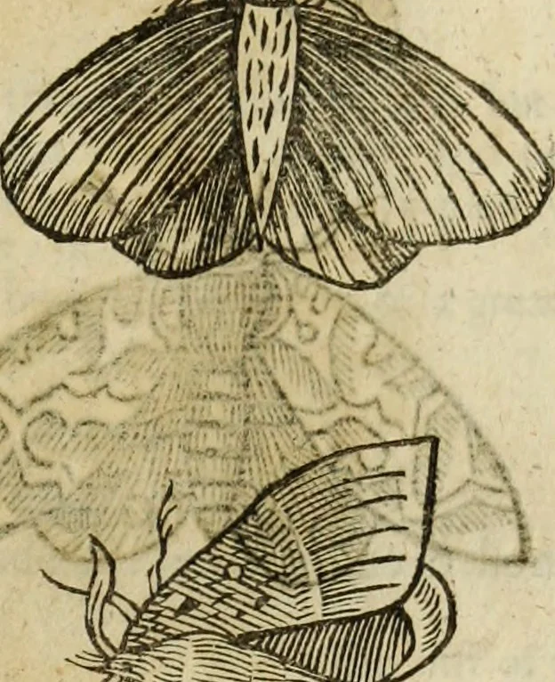 An illustration from The history of four-footed beasts and serpents., 1658, leaf 924
