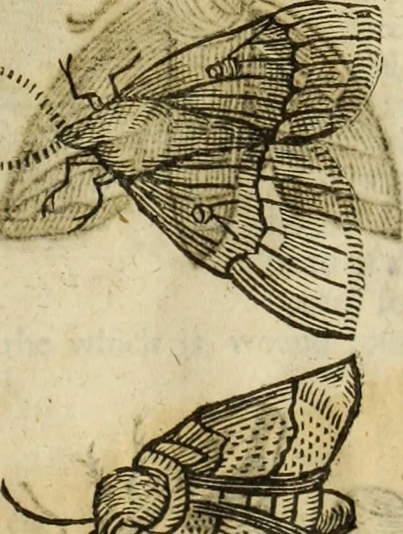 An illustration from The history of four-footed beasts and serpents., 1658, leaf 924