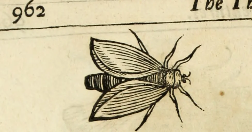 An illustration from The history of four-footed beasts and serpents., 1658, leaf 925