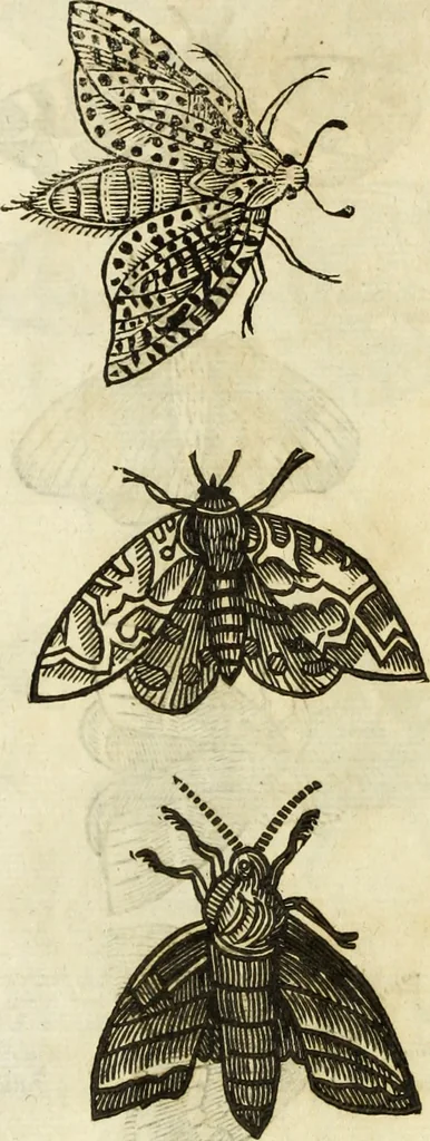 An illustration from The history of four-footed beasts and serpents., 1658, leaf 925