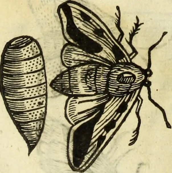 An illustration from The history of four-footed beasts and serpents., 1658, leaf 925