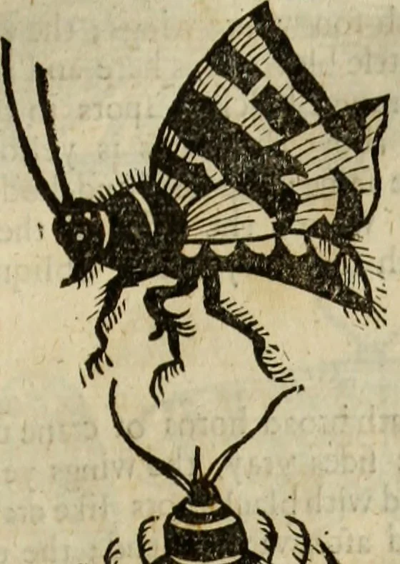 An illustration from The history of four-footed beasts and serpents., 1658, leaf 926