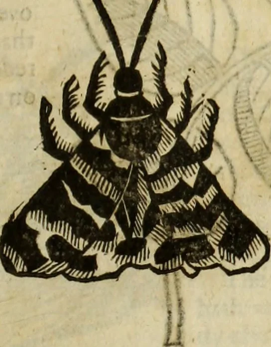 An illustration from The history of four-footed beasts and serpents., 1658, leaf 926