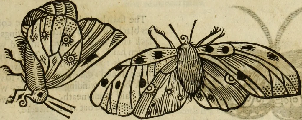 An illustration from The history of four-footed beasts and serpents., 1658, leaf 926