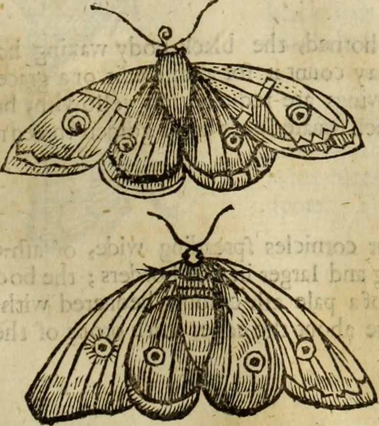 An illustration from The history of four-footed beasts and serpents., 1658, leaf 926