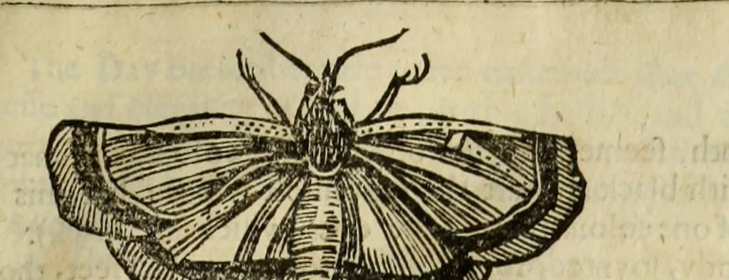 An illustration from The history of four-footed beasts and serpents., 1658, leaf 928