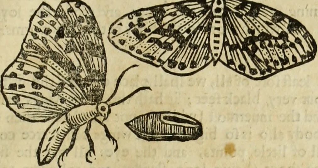 An illustration from The history of four-footed beasts and serpents., 1658, leaf 928